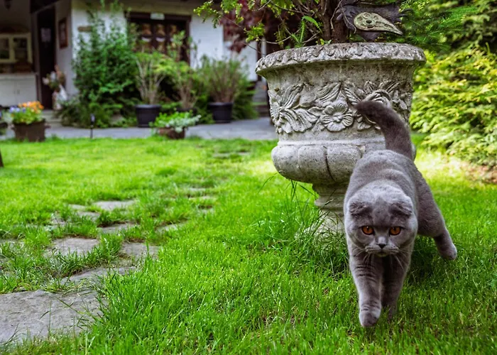 בית אירוח Pod Jemiola ויסלאו